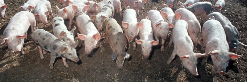 Schweine auf der Weide.