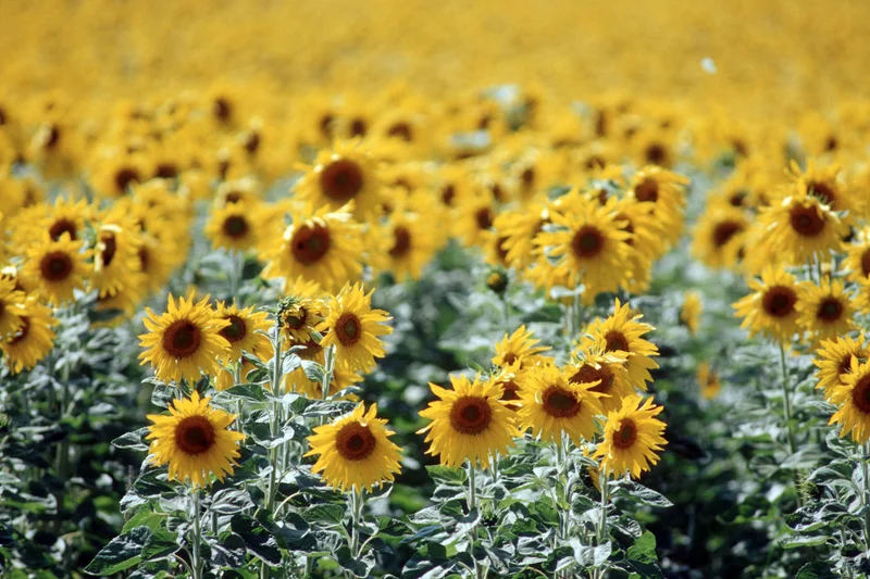 Sonnenblumen. Klick führt zu Großansicht im neuen Fenster.