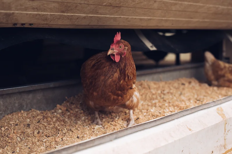 Ein Huhn in einem Mobilstallnest sitzend