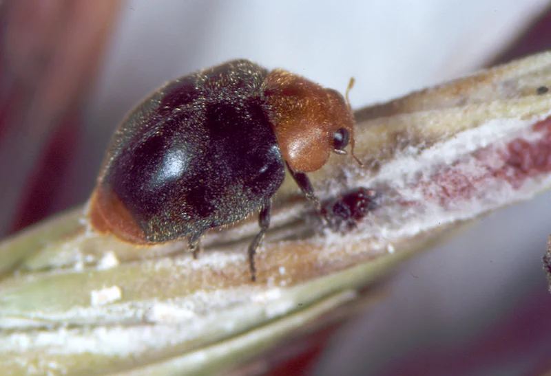 Australischer Marienkäfer (Cryptolaemus montrouzieri)