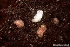 Nematoden (Heterorhabditis spp., Steinernema spp.)