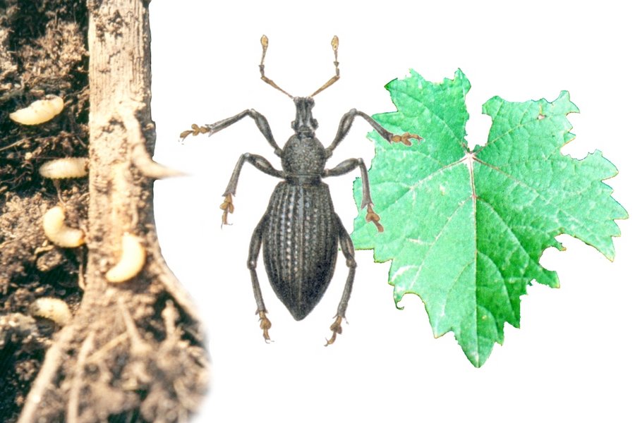 Gefurchter Dickmaulrssler (Otiorhynchus sulcatus), Lappenrssler,  Breitmaulrssler