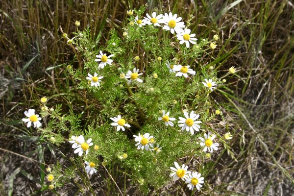Stinkende Hundskamille Anthemis cotula
