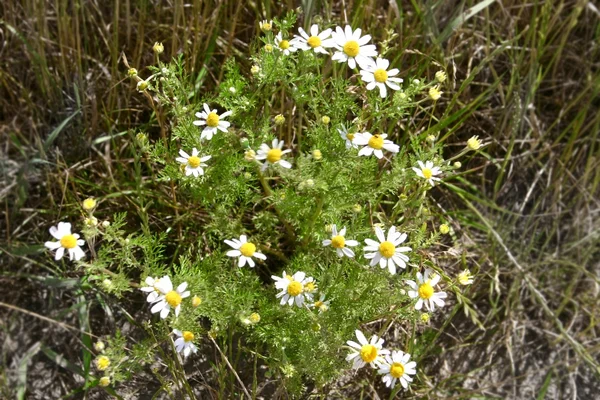 Stinkende Hundskamille Anthemis cotula