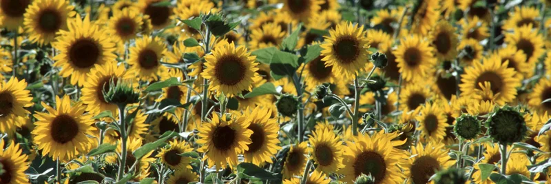 Sonnenblumenfeld, Foto: Thomas Stephan