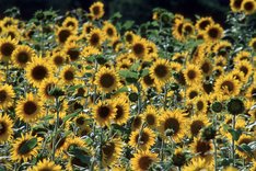Optimierung der Ertragsleistung von Mais und Sonnenblumen