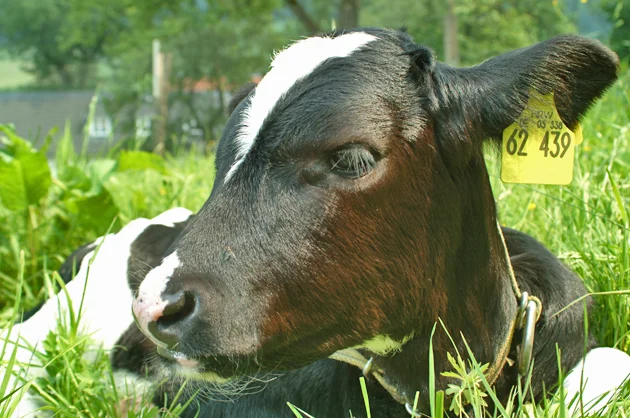 Kalb liegt auf der Wiese