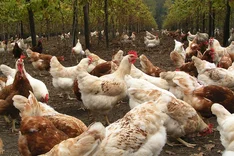 Förderung von Tiergesundheit und Tierwohl der Öko-Legehennen - "HealthyHens"