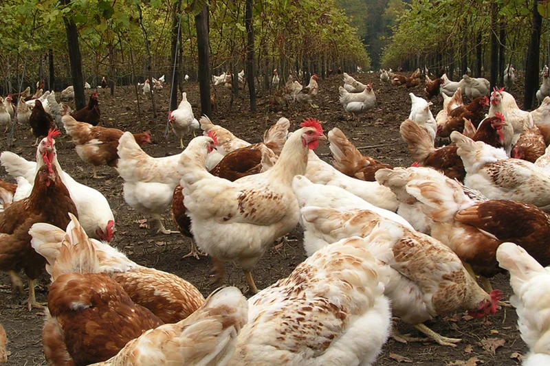 Förderung von Tiergesundheit und Tierwohl der Öko-Legehennen - "HealthyHens"
