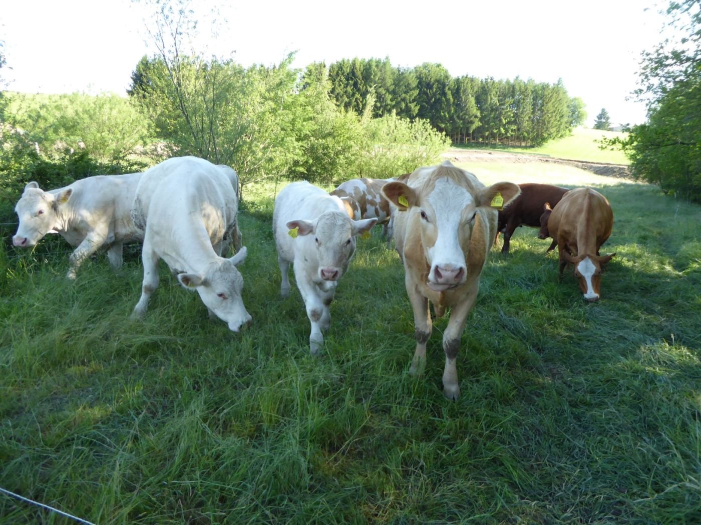 Kühe