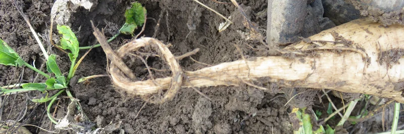 Rübe mit Knoten an der Spitze