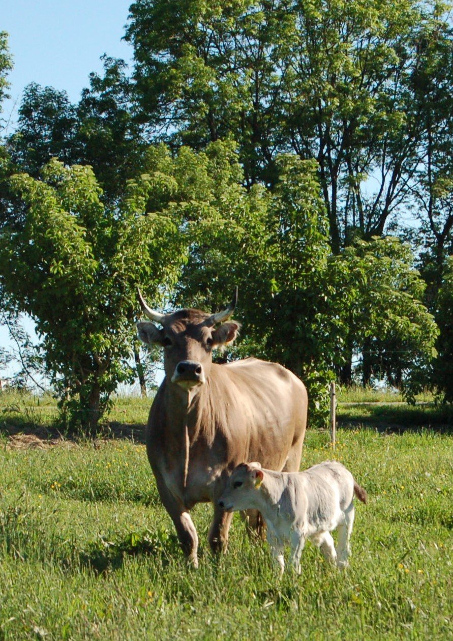 Kuh mit Kalb