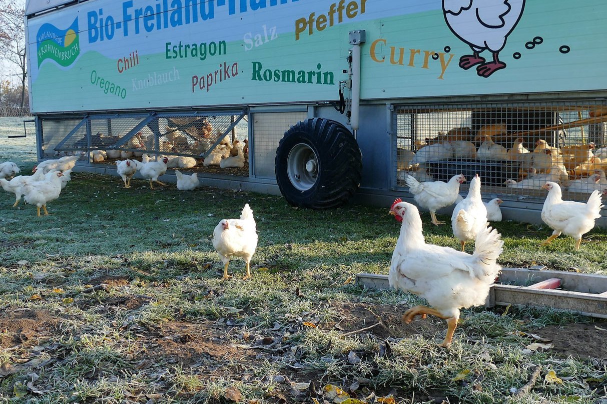 Hühner vor einem mobilen Hühnerstall.