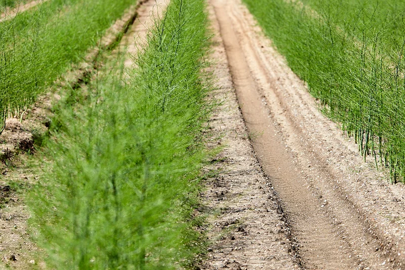 Spargelpflanzen auf dem Feld. Klick führt zu Großansicht in neuem Fenster.