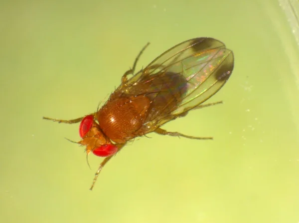 Kirschessigfliegenmännchen. Klick führt zu Großansicht im neuen Fenster.