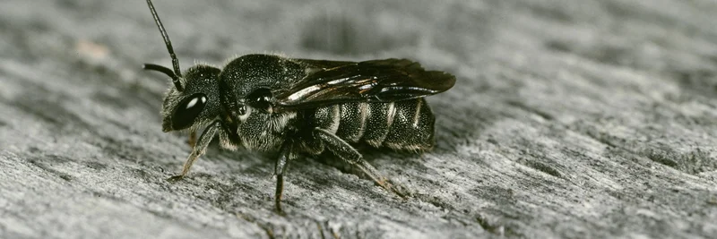 Punktierte Düsterbiene