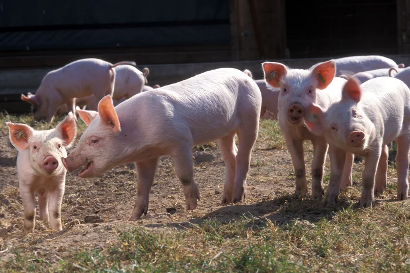 Ferkel im Auslauf, Klick führt zu Großansicht, Schließen mit ESC