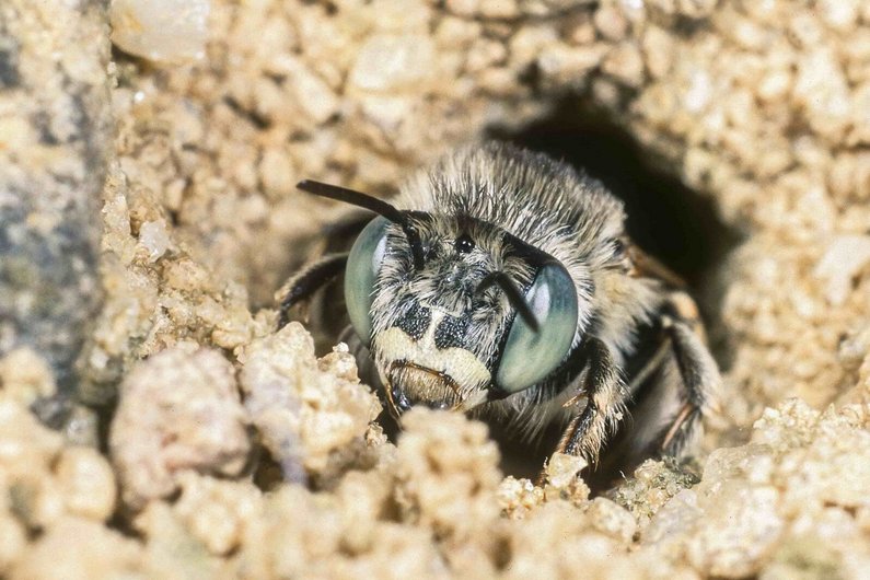 Biene am Eingang eines Bodennestes. (Klick öffnet neues Fenster)