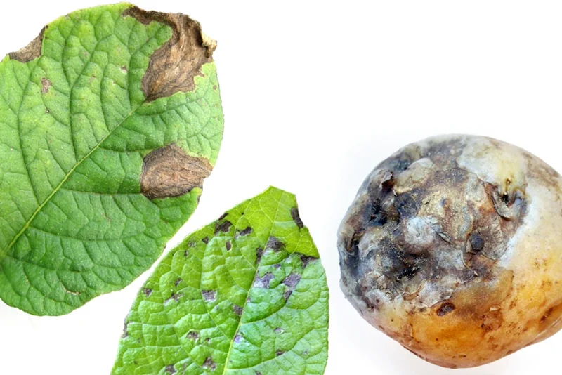 Dürrfleckenkrankheit (Alternaria solani)