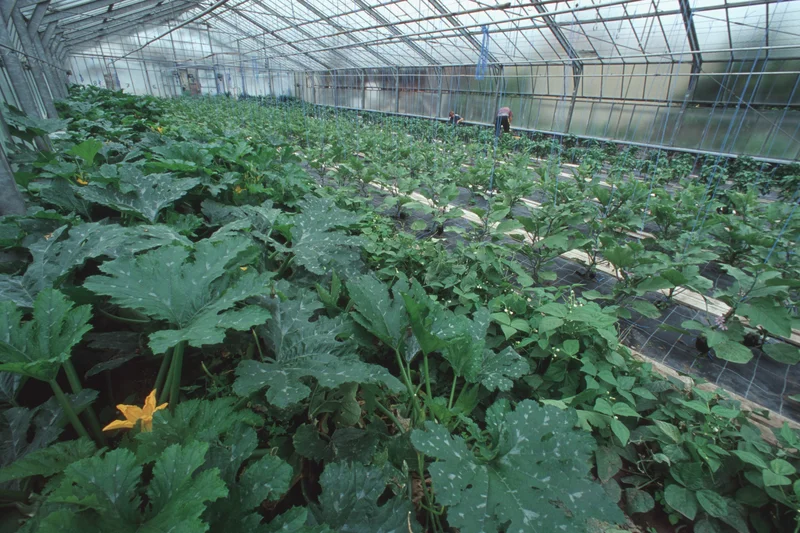 Gewächshaus mit Zucchini. Klick führt zu Großansicht im neuen Fenster.