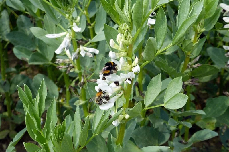 Ackerbohnenblüte, Foto: Nicole Beyer, Universität Göttingen