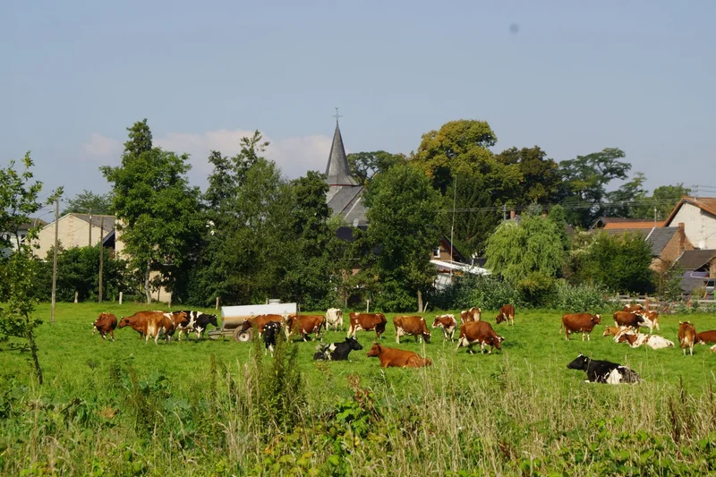 Legehennen und Eier