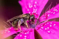 Dunkelgrüne Schmalbiene (Lasioglossum morio, FABRICIUS 1793)