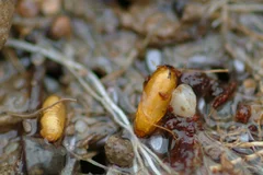 Kohlfliege Puppen