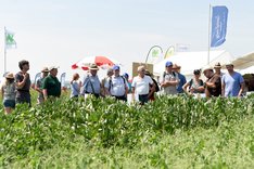 Menschen in einem Feld mit Leguminosen. Klick führt zu Großansicht.
