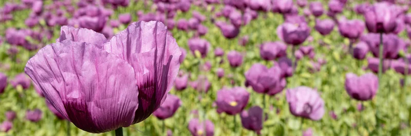 Mohnblüte auf einem Feld ökologischer Landwirtschaft. Klick führt zu Großansicht in neuem Fenster, schließen per ESC.