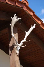 Wild-Geweih. Klick führt zu Großansicht in neuem Fesnter.