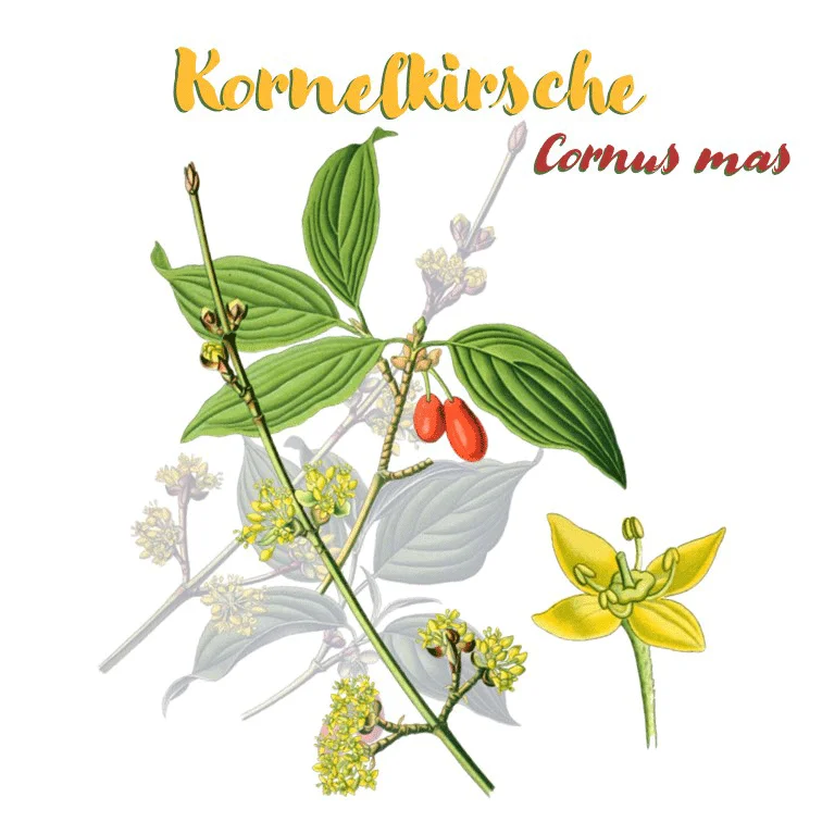 Zeichnung einer Kornelkirsche