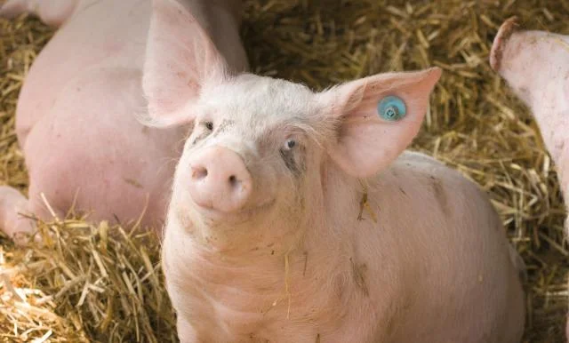 Ferkel, Klick führt zu Großansicht im neuen Fenster