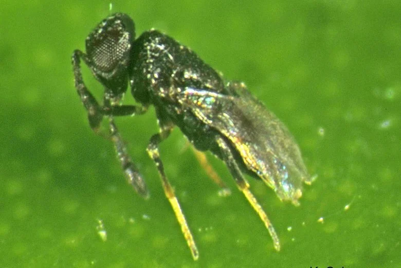 Coccidoxenoides perminutus (Schlupfwespenart)