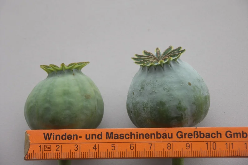 Mohnkapseln mit Maßstab. Klick führt zu Großansicht im neuen Fenster.