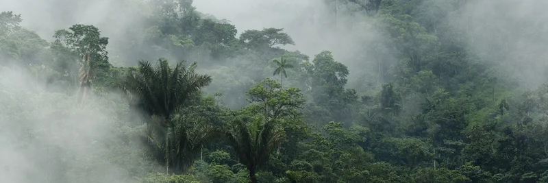 Regenwald im Nebel.