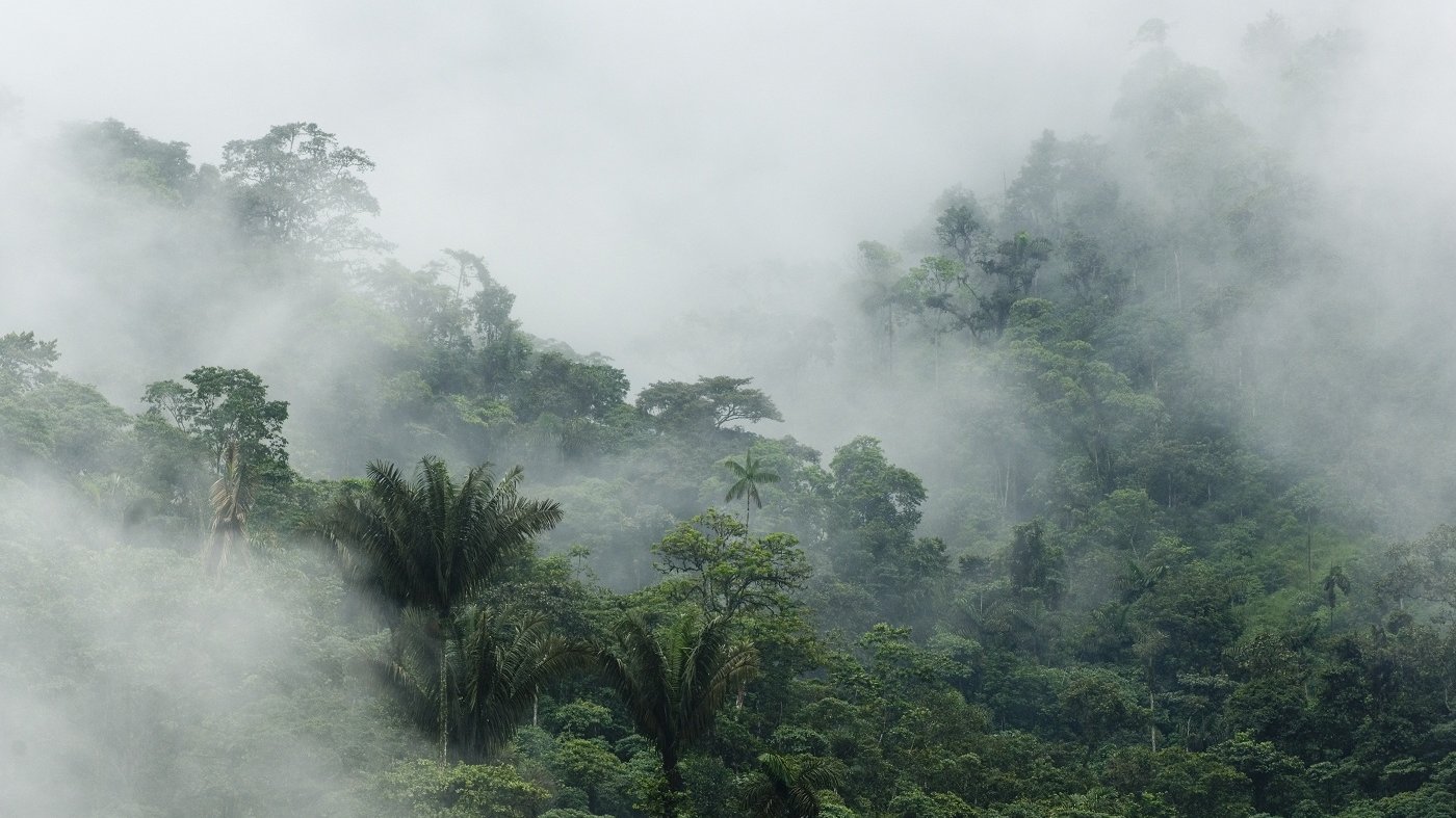 Regenwald im Nebel. Foto: Kevon Schafer / The Image Bank via Getty Images