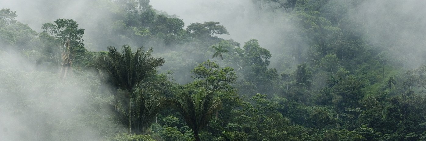 Regenwald im Nebel.