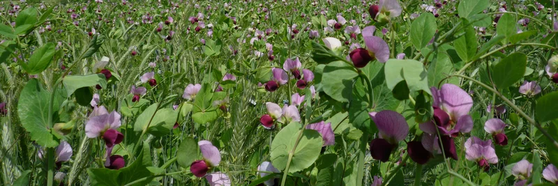 Violett blühende Wintererbsen.