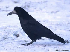 Saat- und Rabenkrähe (Corvus frugilegus, C. corone corone)