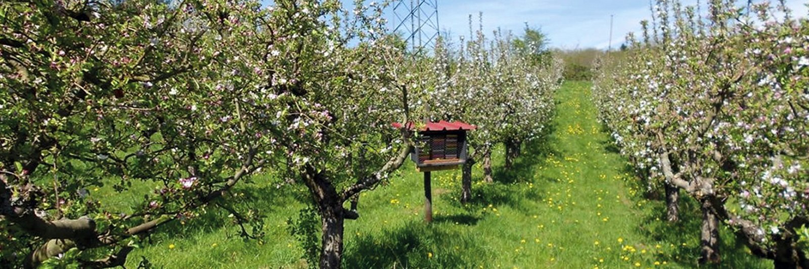 Apfelplantage, Foto: Annette Herz, JKI Darmstadt