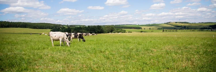 Weidepanorama mit Kühen.