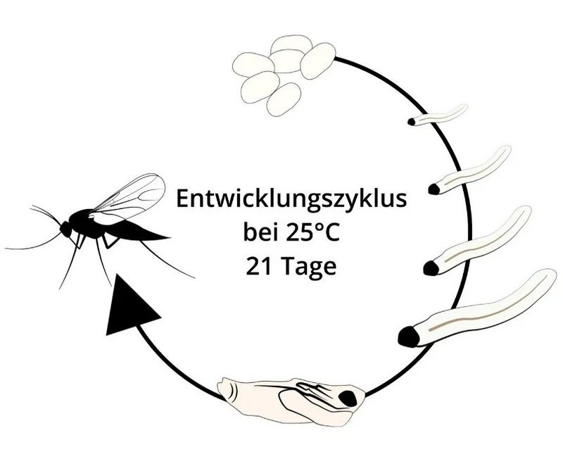 Lebenszyklus der Trauermücke.