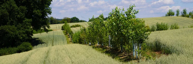 Baumreihe mit jungen Bäumen in einem Agroforstsystem.