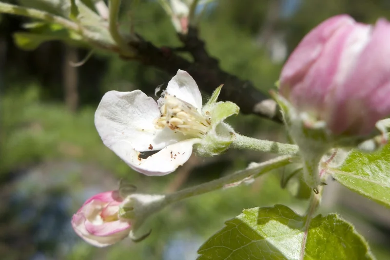 Knospenwicklerschaden an Apfelblüte. Klick führt zu Großansicht.