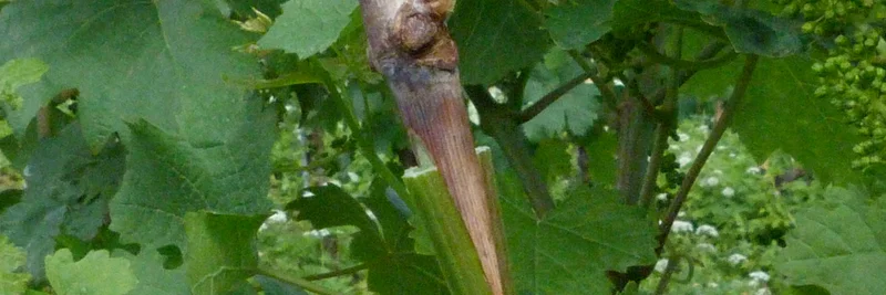 Veredelungstelle im Wein mit Piwi