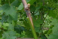 Förderung von neuen Bio-Rebflächen mit Piwi-Anbau durch eine disruptive und innovative Standortveredelung und Aufbau einer neuen Wertschöpfungskette