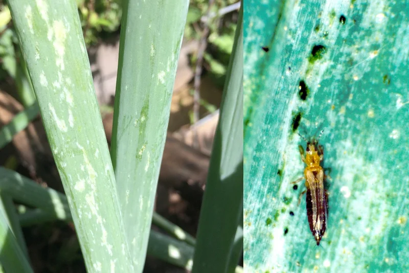 Zwiebelthrips, Tabakthrips (Thrips tabaci)