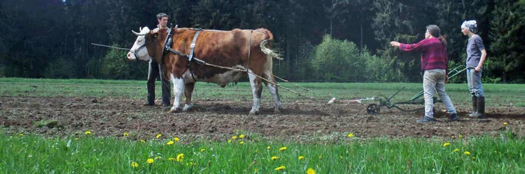 Drei Menschen neben einem Rind, das ein Pflug mit Geschirr hinter sich zieht.
