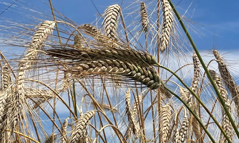 Wiederentdeckung regionaler Getreide-Landsorten zur nachhaltigen Herstellung von Bio-Lebensmittelspezialitäten (ReBIOscover)